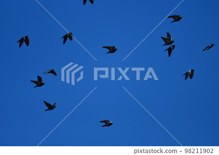 Pigeons 98211902