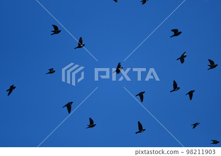 Pigeons 98211903