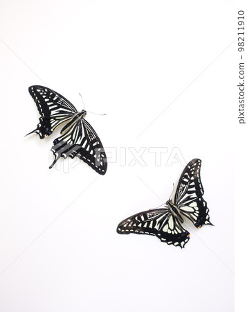 Swallowtail butterfly Swallowtail butterfly Nami swallowtail butterfly butterfly Swallowtail butterfly Swallowtail butterfly Nami swallowtail butterfly butterfly 98211910