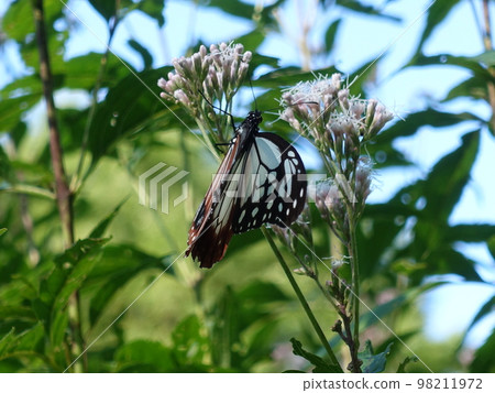 板栗虎蝴蝶蝴蝶 98211972