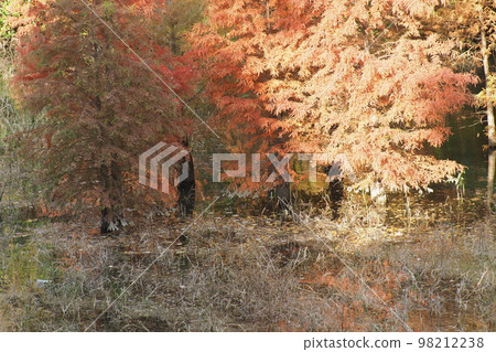 光明池水仙花的黃葉 98212238