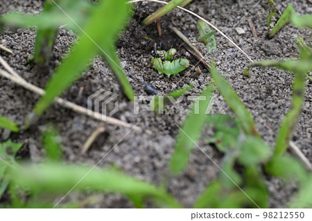 An ant trying to capture a larval caterpillar and draw it into an ant nest An ant trying to capture a larval caterpillar and draw it into an ant nest 98212550