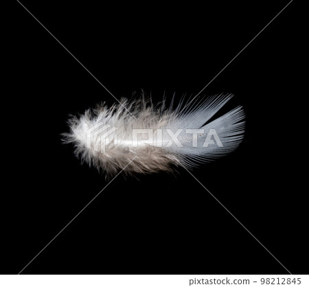 White feather on black background, isolate 98212845