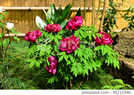 Peony of Yushien Peony of Yushien 98212946