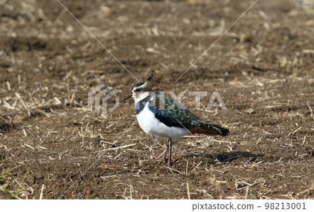 wild bird lapwing wild bird lapwing 98213001