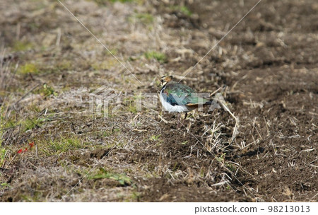 wild bird lapwing 98213013