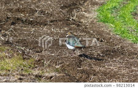 野鳥田鳧 98213014