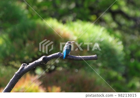 野鳥田鳧 野鳥田鳧 98213015