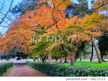 Kyoto Gyoen Autumn leaves 98213111