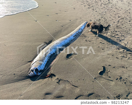 Ryugu no Tsukai washed up on Shonan sandy beach 98213247