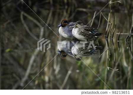 Familiar waterfowl, small teals that migrate to parks and rivers in winter Familiar waterfowl, small teals that migrate to parks and rivers in winter 98213651