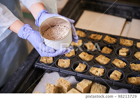 Close up of female hands in garden gloves holding plant seeds over plastic modular tray with soil sponge plugs in cells. Woman gardener planting seeds in greenhouse. 98213729