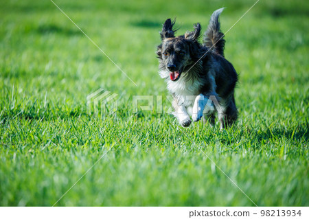 Chiwax dog playing on the lawn Chiwax dog playing on the lawn 98213934