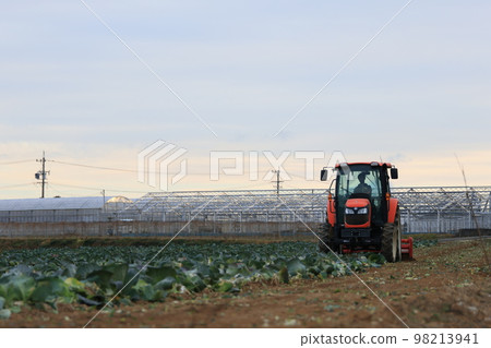 Plowing a cabbage field Plowing a cabbage field 98213941