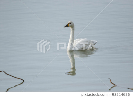 苔原天鵝在琵琶湖游泳 苔原天鵝在琵琶湖游泳 98214626