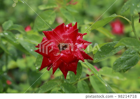 Arao City Ominous Citizen Flower Bed Rose Flower, Arao City Ominous Citizen Flower Bed Rose Flower, 98214718