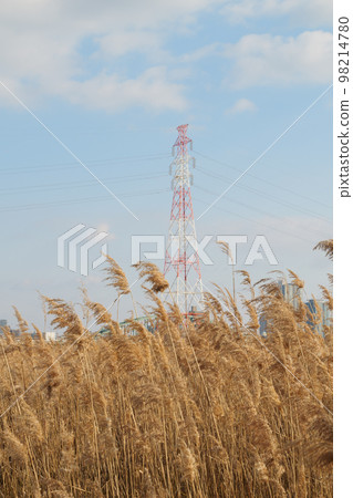 大阪梅田市淀川蒲葦草原美景 98214780