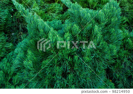 Kaizuka Kaibuki close-up Kaizuka Kaibuki close-up 98214950