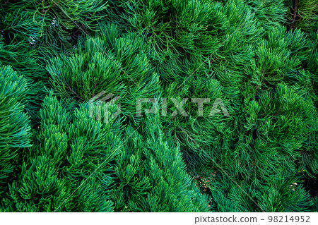 貝塚海吹特寫 98214952