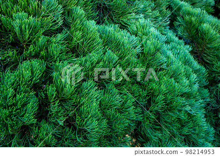 貝塚海吹特寫 98214953