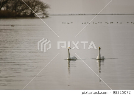 苔原天鵝在琵琶湖游泳 苔原天鵝在琵琶湖游泳 98215072