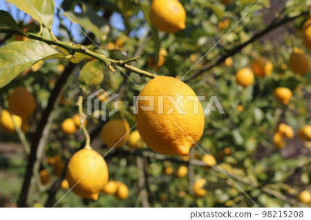 Setonai lemon 98215208