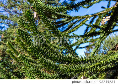 Chili pine branch 98215281