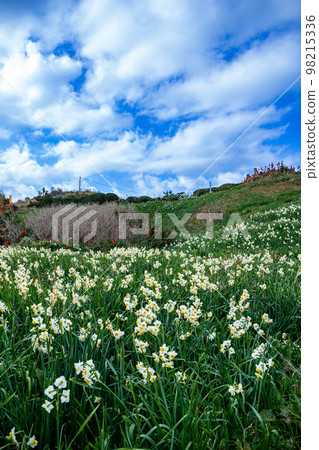 Daffodils blooming on Tsumekizaki Beach in early spring 98215336