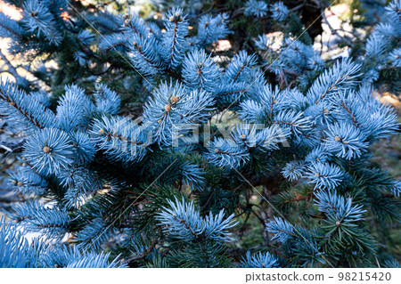 藍色雲杉的美麗尖淺藍色葉子 藍色雲杉的美麗尖淺藍色葉子 98215420