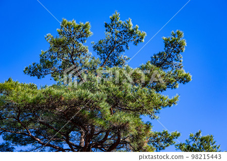 Landscape of red pine in winter 98215443