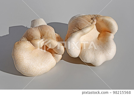 蘑菇(膽汁) 蘑菇(膽汁) 98215568