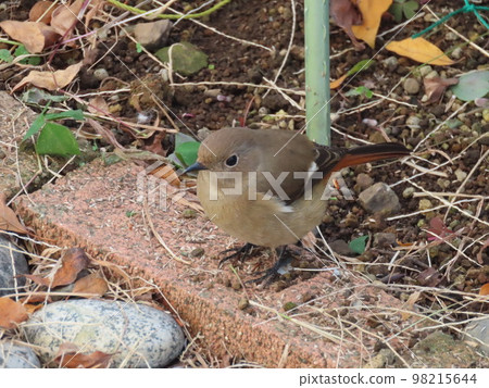 A cute wild redstart female who came looking for food A cute wild redstart female who came looking for food 98215644