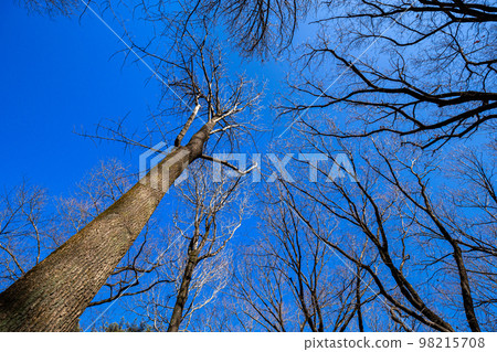 冬天抬頭看鬱金香樹的景色 98215708