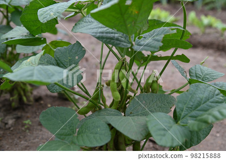 隱藏在許多葉子下的毛豆種子 98215888