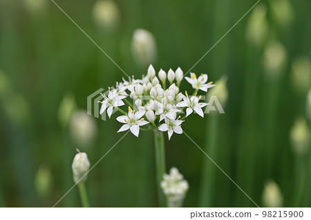 Chive flowers and buds with many small white flowers 98215900