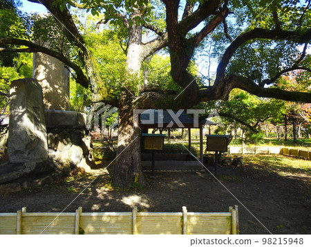 Rennyo Shonin robe hanging pine in Osaka Castle Park (Chuo-ku, Osaka-shi, Osaka) November 2022 98215948