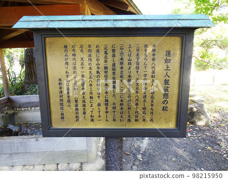 Explanation signboard for the pine tree hanging from Rennyo Shonin's robe in Osaka Castle Park (Chuo-ku, Osaka-shi, Osaka) November 2022 98215950