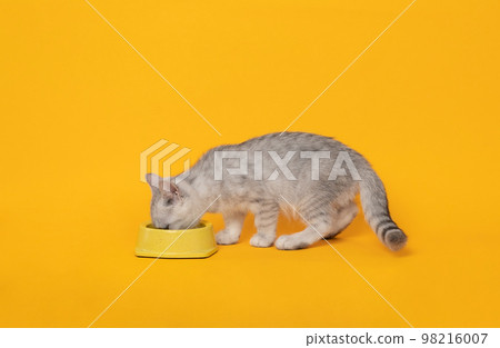 Small white kitten with black stripes eating food on yellow bowl, cat scottish fold breed Small white kitten with black stripes eating food on yellow bowl, cat scottish fold breed 98216007
