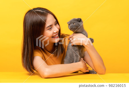 Asian woman hands holding a small blue-black kitten of the Scottish fold breed on orange background. Asian woman hands holding a small blue-black kitten of the Scottish fold breed on orange background. 98216015