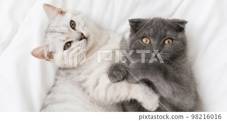 Small Scottish kitten lying down on white bed of relaxing and cozy wellbeing in home. Small Scottish kitten lying down on white bed of relaxing and cozy wellbeing in home. 98216016