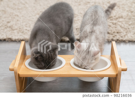 Small white kitten with black stripes eating food on white bowl, cat scottish fold breed on the room 98216036