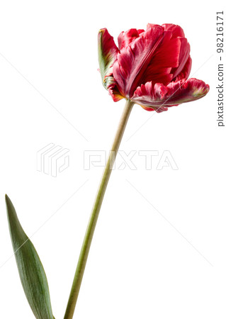 Majestic red full tulip isolated on a white background 98216171
