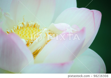 在農村看到的蓮花 98216308