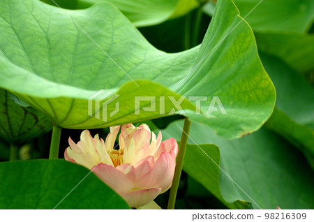 Lotus flowers seen in the countryside 98216309