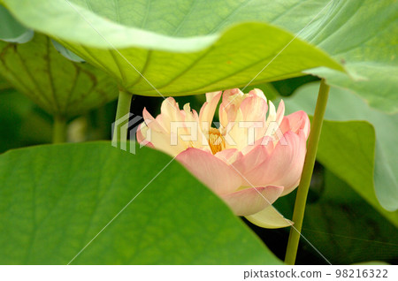 Lotus flowers seen in the countryside Lotus flowers seen in the countryside 98216322