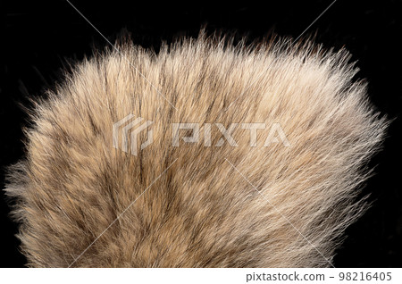 Real grey wolf fur, close-up, from above. Wolf pelt with silky, fluffy and bushy fur fibers, primarily used for scarfs. Thick growth of hair that covers the skin of gray wolves, Canis lupus, a canine. Real grey wolf fur, close-up, from above. Wolf pelt with silky, fluffy and bushy fur fibers, primarily used for scarfs. Thick growth of hair that covers the skin of gray wolves, Canis lupus, a canine. 98216405