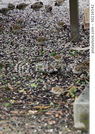 來自美保關的大山 98216542