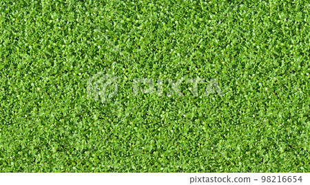 Bright green carpet, gardening ecology background image Bright green carpet, gardening ecology background image 98216654