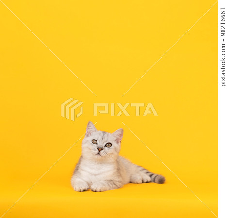 Small white kitten with black stripes, cat Scottish fold breed and looking over on orange background 98216661