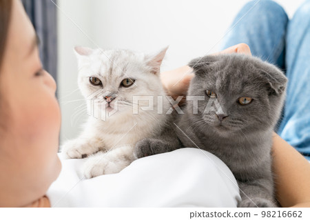 Woman sit on bed and playing small Scottish kitten on the room. 98216662